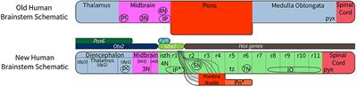 Time for Radical Changes in Brain Stem Nomenclature—Applying the Lessons From Developmental Gene Patterns